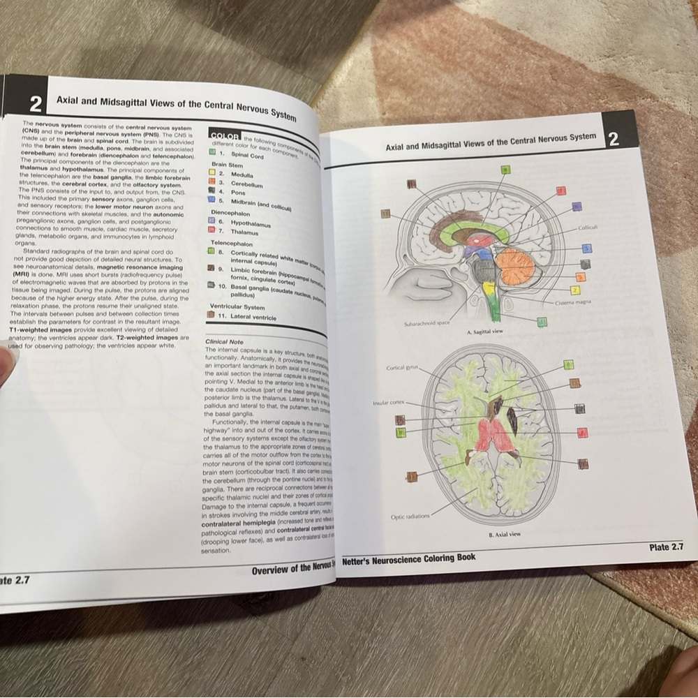 Netter’s Neuroscience Coloring Book - Picture 9 of 11